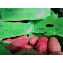 Fresh and Tasty Sweet Potatoes, Sweet Potato From China Wholesale